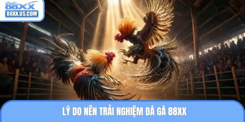 Lý do nên trải nghiệm đá gà 88XX