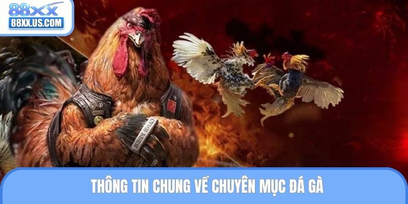Thông tin chung về chuyên mục đá gà