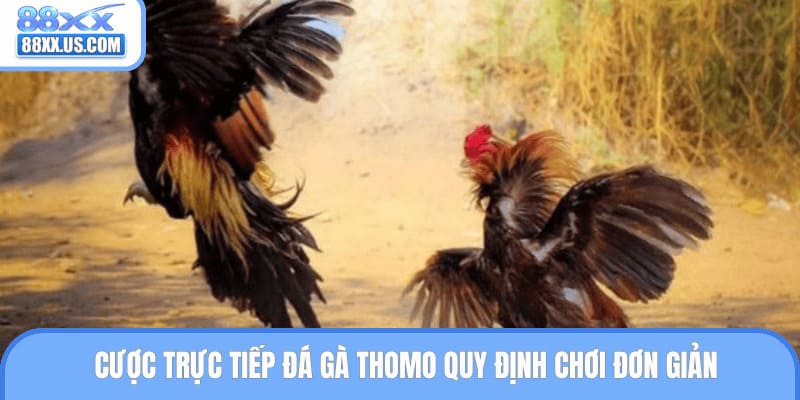 Cược trực tiếp đá gà Thomo quy định chơi đơn giản