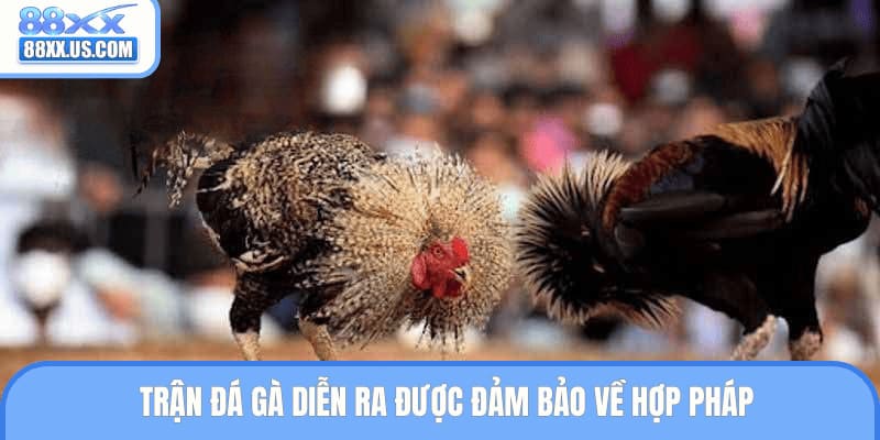Trận đá gà diễn ra được đảm bảo về hợp pháp