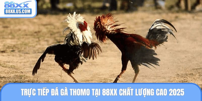 Trực Tiếp Đá Gà Thomo Tại 88XX Chất Lượng Cao 2025