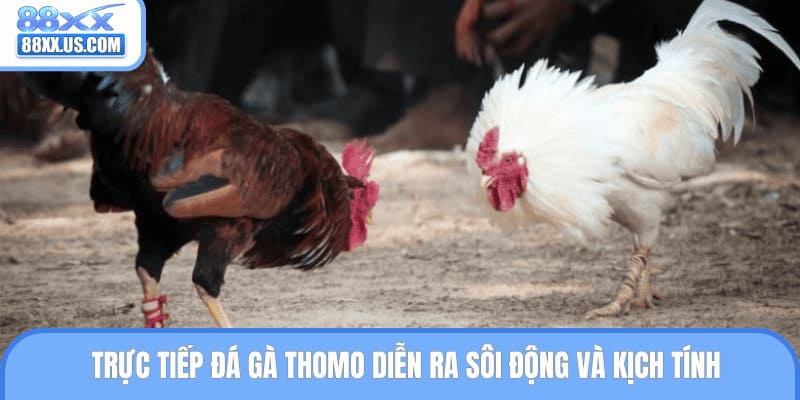 Trực tiếp đá gà Thomo diễn ra sôi động và kịch tính